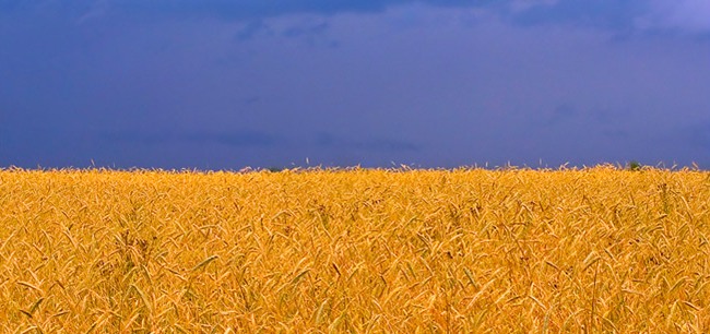 ыбори 2014  киесоет